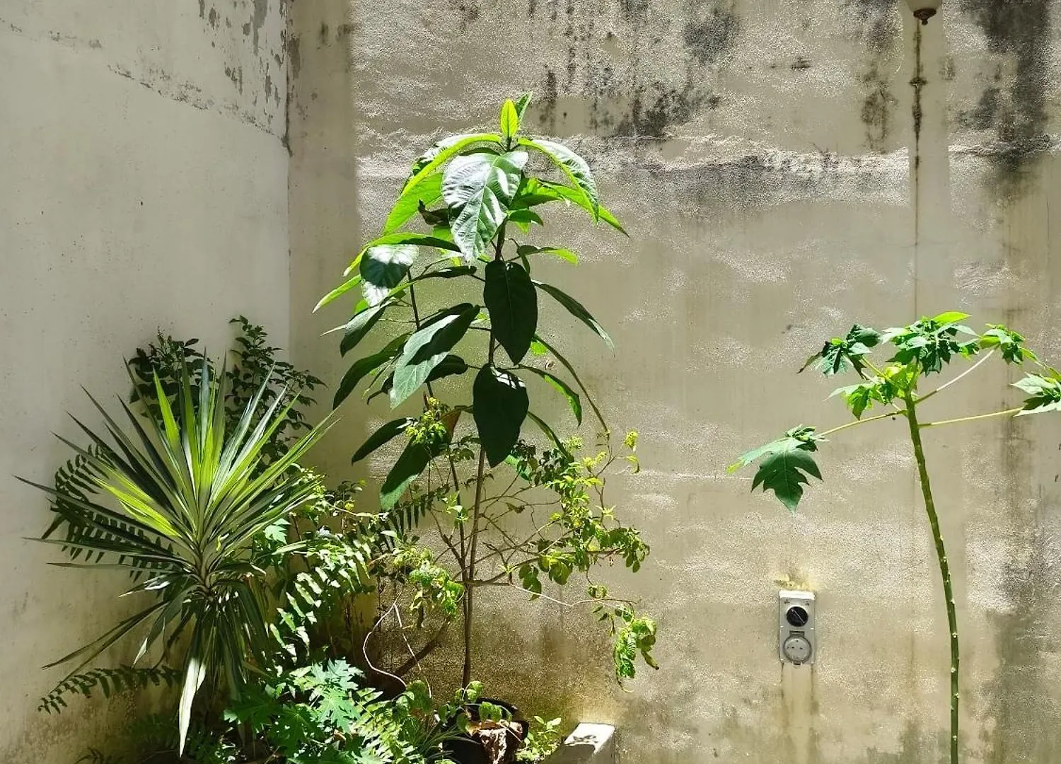 Aayu Heritage at George Town Holiday home